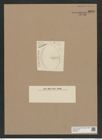 Coscinodiscus ovalis (Greg.) Ralfs. (de-Toni-Nr.: Genus 202, Species 4875) Zeichnungen Sammlung Grunow Nr. 8623 (NHMW-BOT-W0378015)